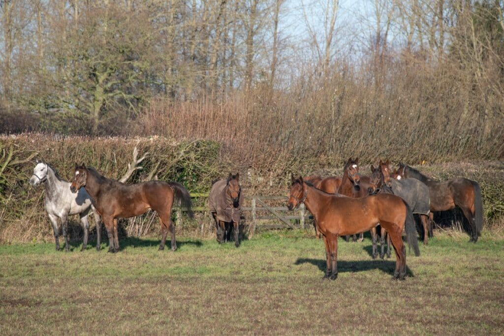 The horses enjoy the rare morning of sunshine