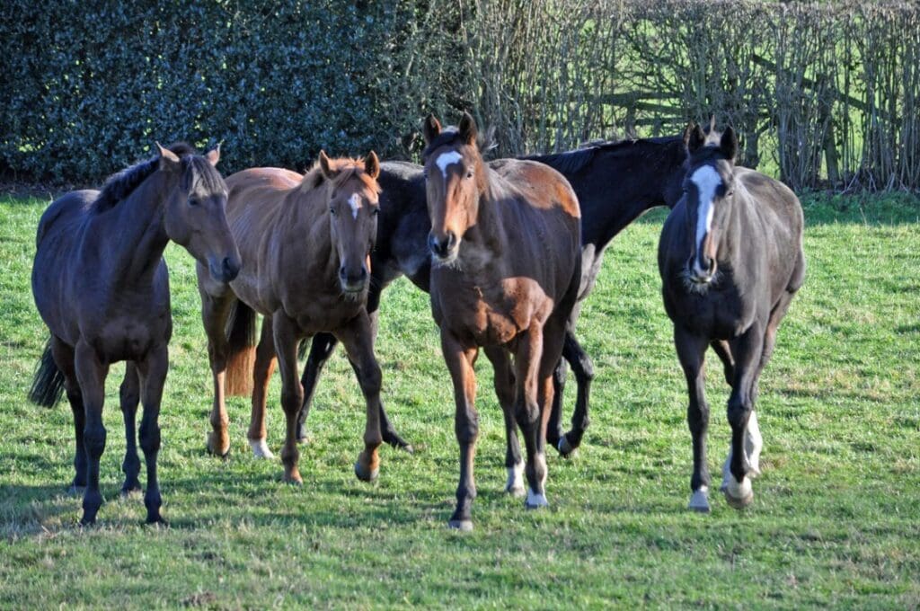  Left to right; Ben Hall, Danish Duke, Be Perfect and Almuhalab