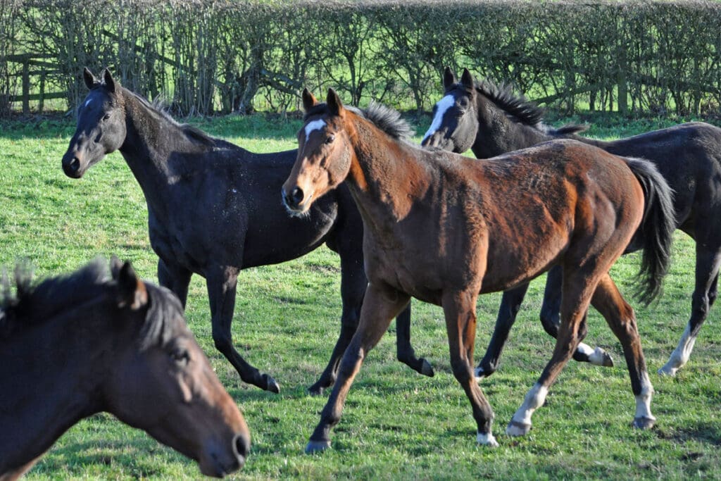 Left to right: Ben Hall, Cosmic Chatter, Be Perfect and Almuhalab