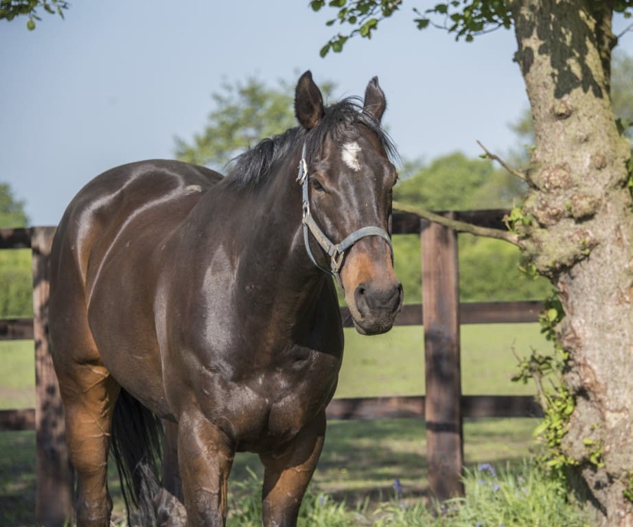Open Morning for the British Racing Club - 19th May 2018 - Ruth Carr Racing