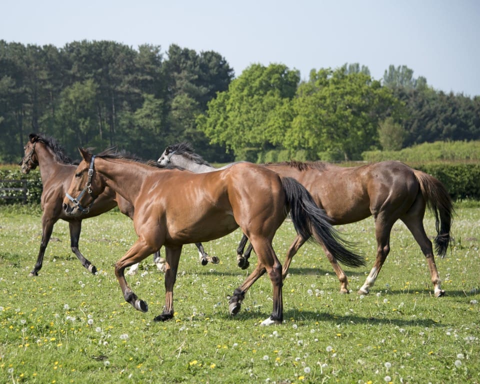 Open Morning for the British Racing Club - 19th May 2018 - Ruth Carr Racing