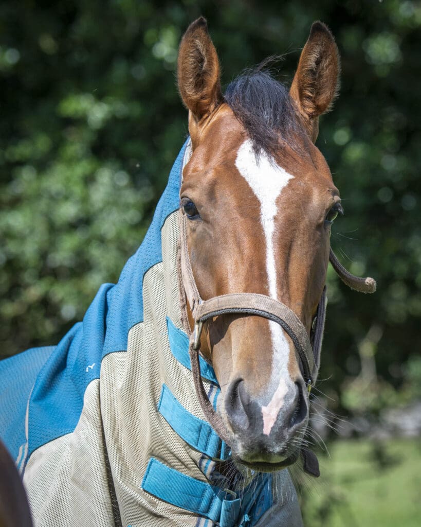 Oribi with her fly rug protection