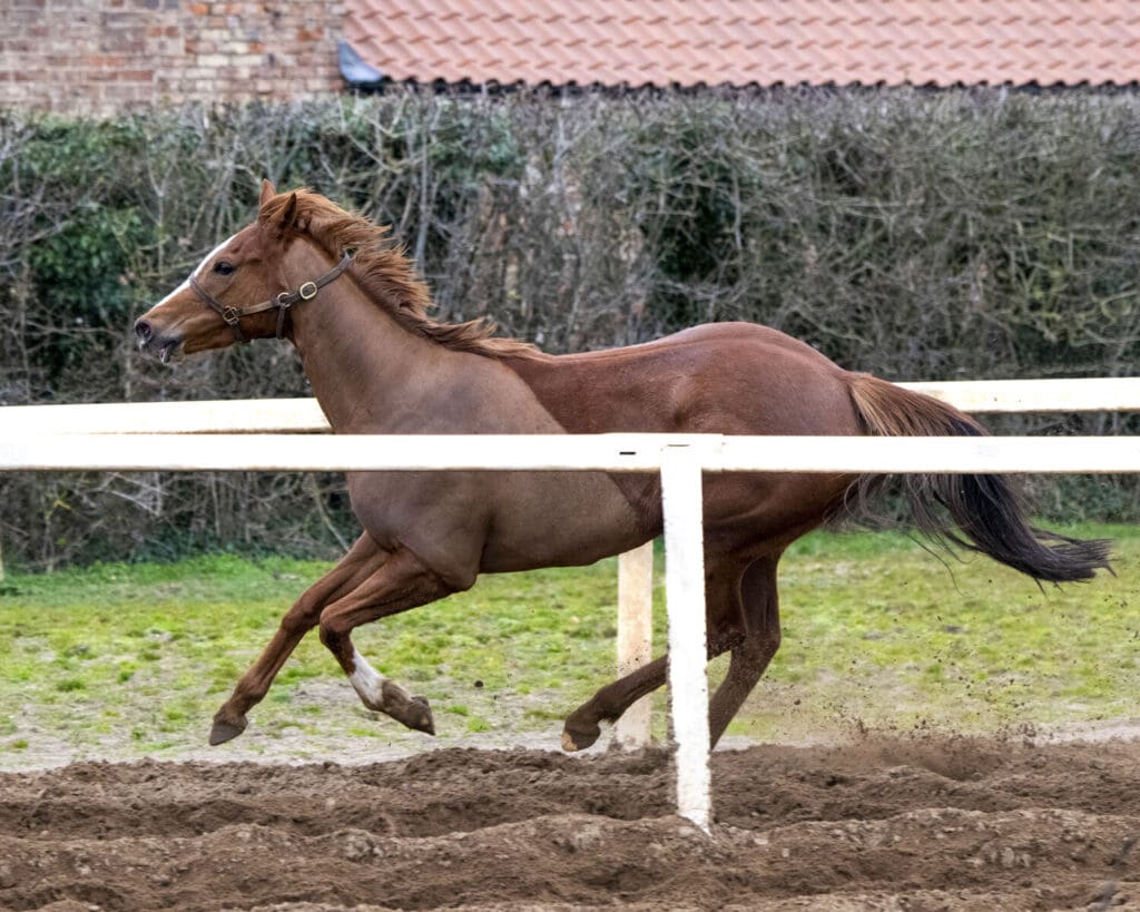 Sandy B in the lunge ring