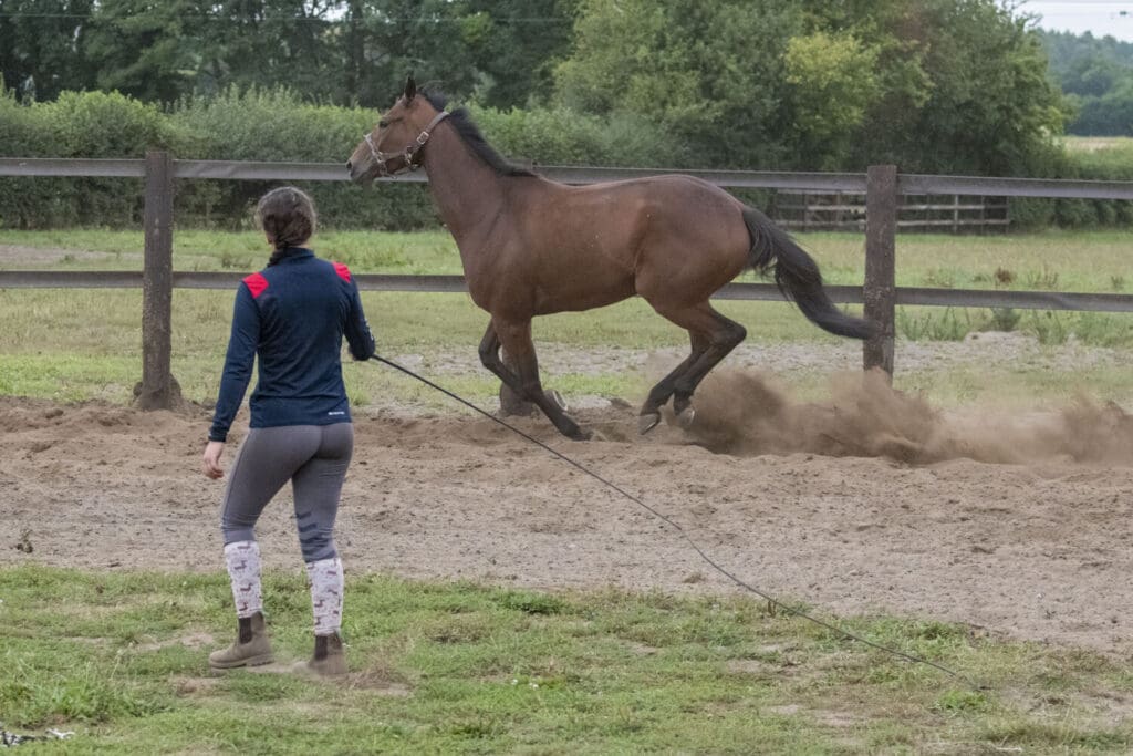 Millie works a horse in the lunge pit