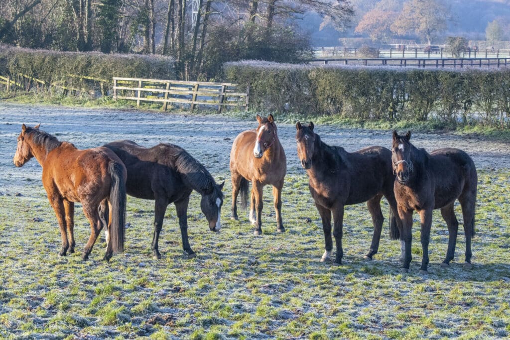 Horses in the frost