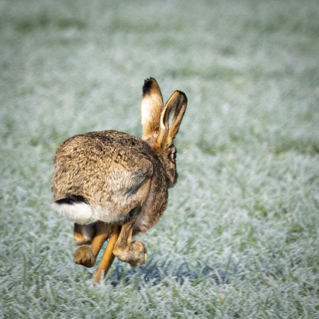 Hare today gone tomorrow