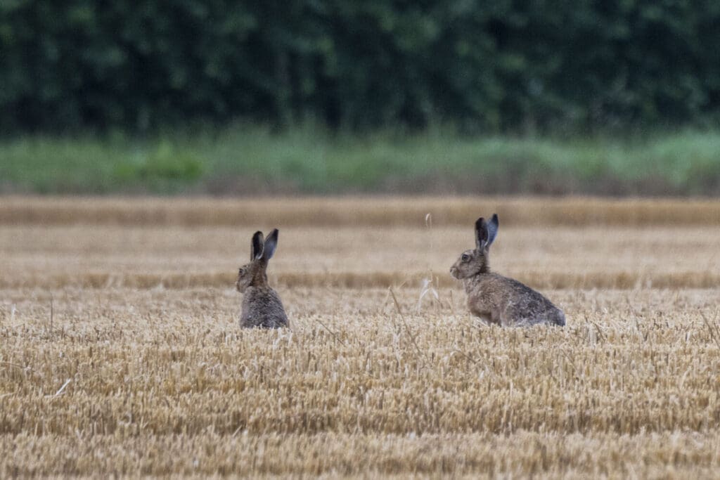 Hare today...