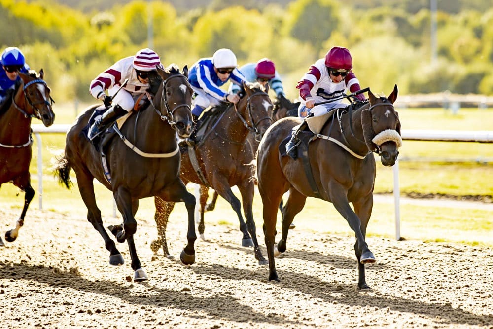 WINNER! Daytona Lady at Wolverhampton - 27th September 2024 - Ruth Carr ...